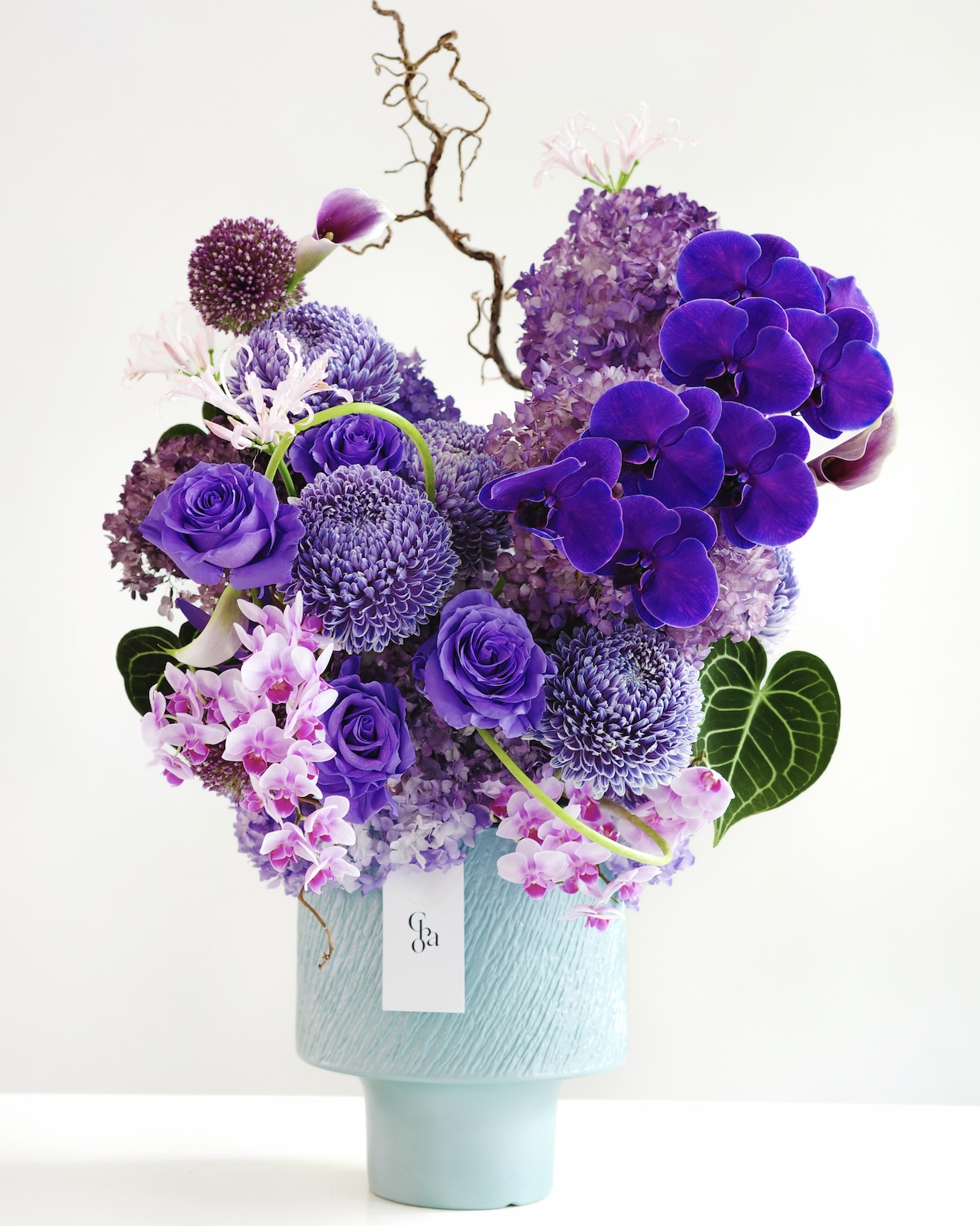 VIOLET HARMONY