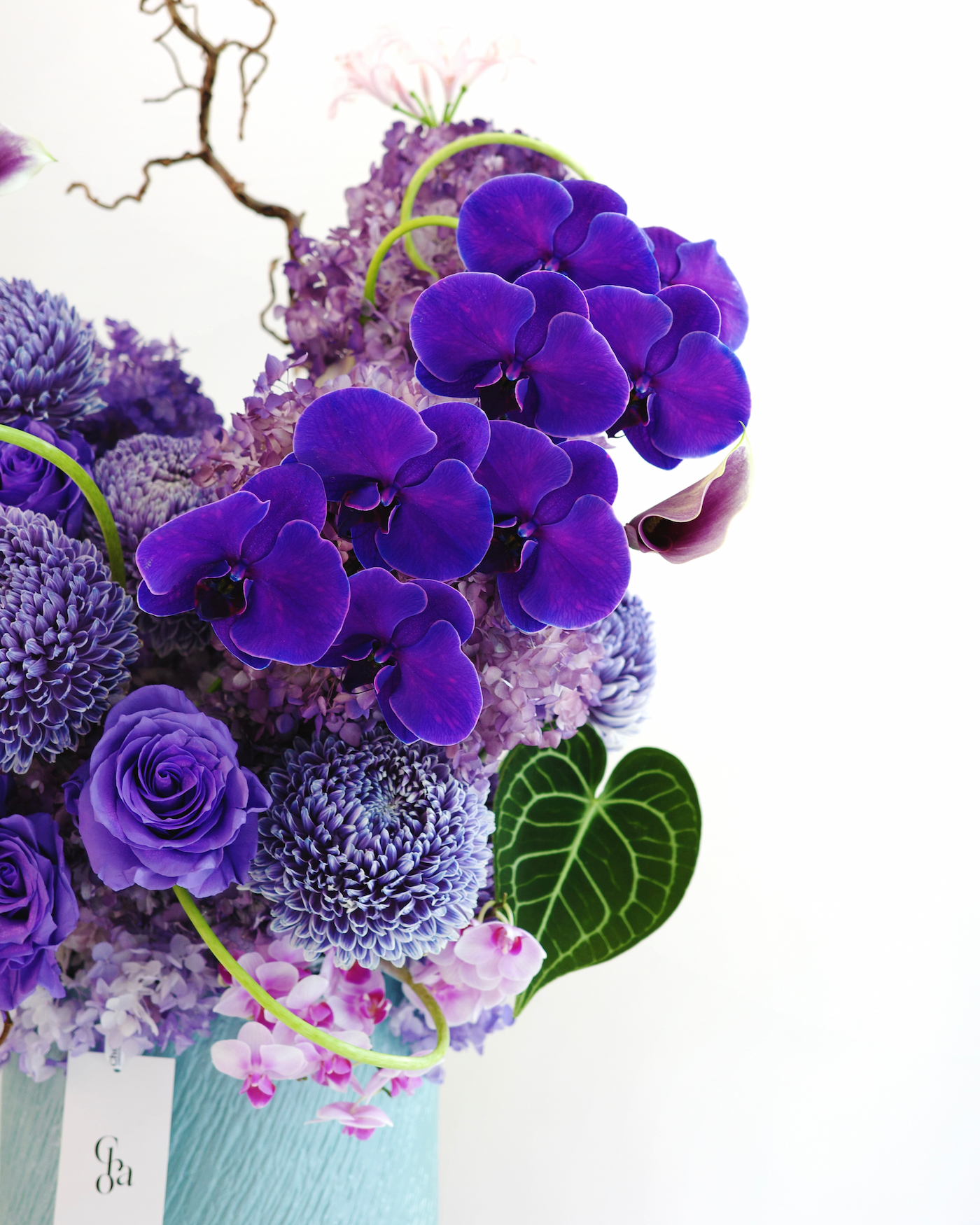 VIOLET HARMONY