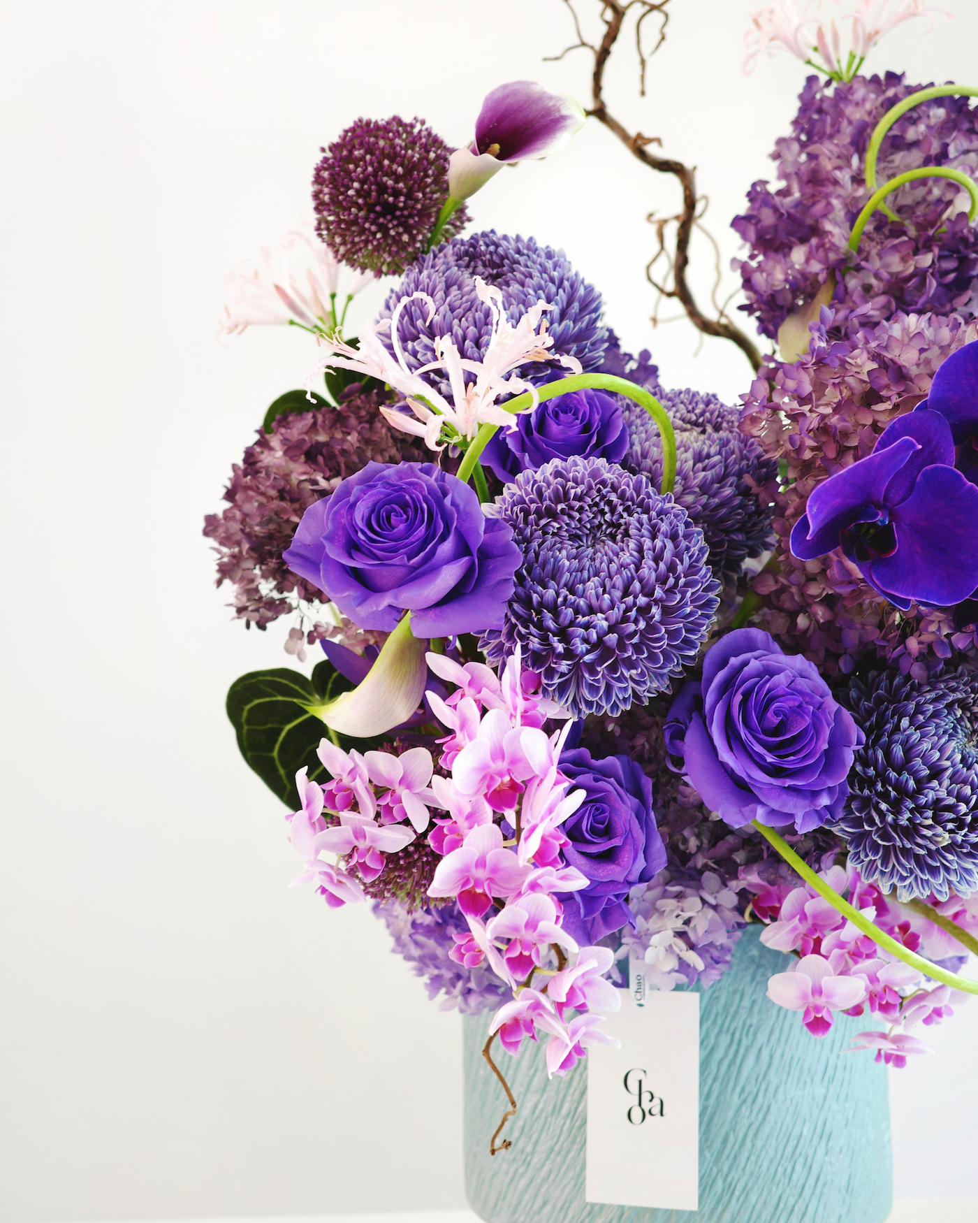 VIOLET HARMONY