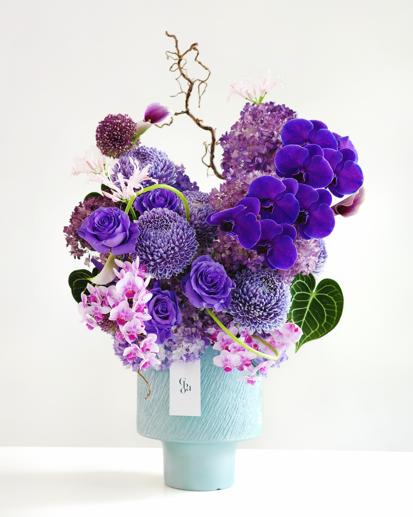 VIOLET HARMONY